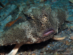 Ogcocephalus cubifrons