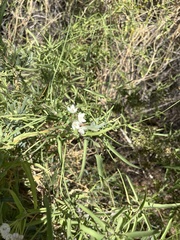 Funastrum