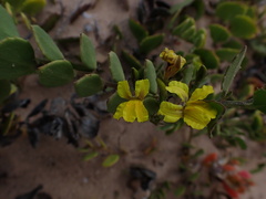 Goodenia varia