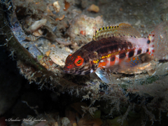 Serranus baldwini