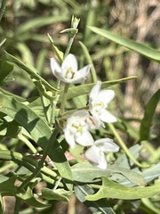 Funastrum