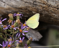 Colias alexandra