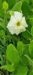 Thunbergia atriplicifolia