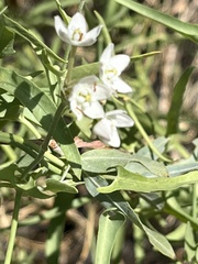 Funastrum