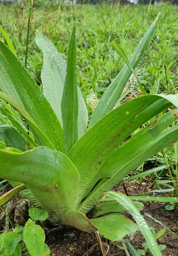 Ledebouria zebrina image