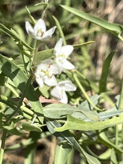 Funastrum