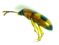 Poecilocrypticus formicophilus