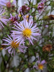 Symphyotrichum puniceum