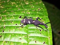 Curculionoidea