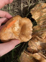 Lactarius thyinos