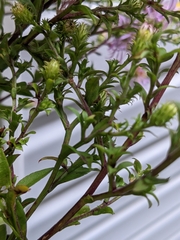 Symphyotrichum puniceum