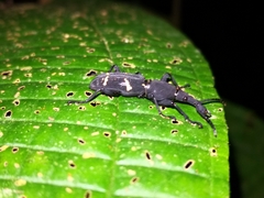 Curculionoidea