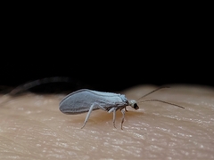 Coniopterygidae