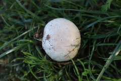 Agaricus