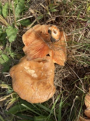 Lactarius thyinos