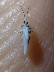 Coniopterygidae
