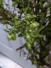 Symphyotrichum puniceum