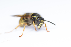 Dolichovespula adulterina