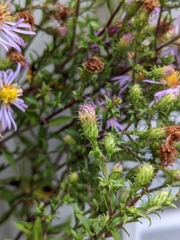 Symphyotrichum puniceum