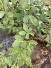 Forestiera pubescens pubescens