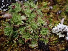 Saxifraga cespitosa