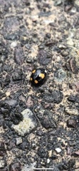 Harmonia axyridis