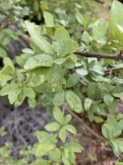 Forestiera pubescens pubescens