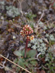 Micranthes occidentalis