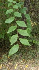 Ulmaceae