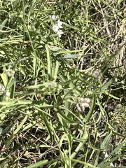 Funastrum