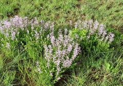 Ocimum americanum