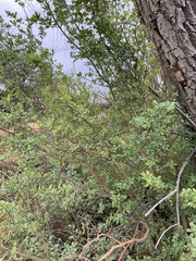 Forestiera pubescens pubescens