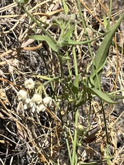 Funastrum