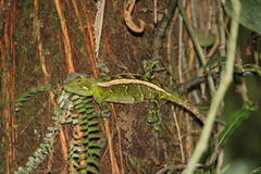 Enyalius iheringii