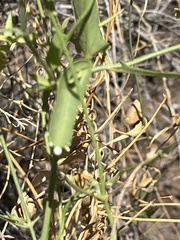 Funastrum