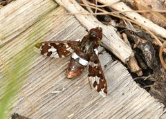 Exoprosopa caliptera