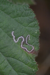 Stigmella aurella