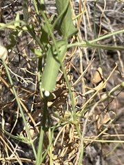 Funastrum