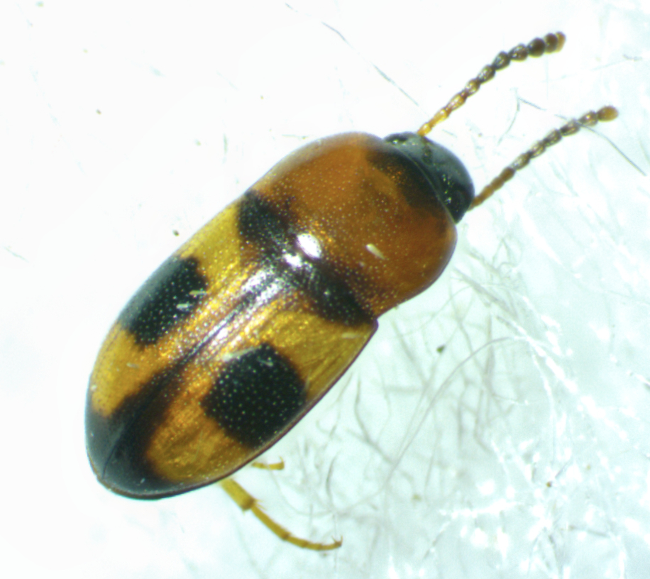 Adventive Ant-loving Teneb