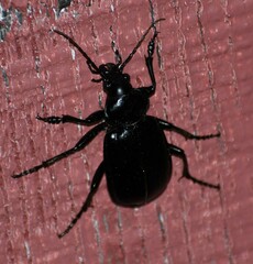 Calosoma marginale