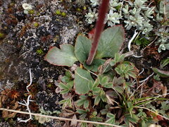 Micranthes occidentalis