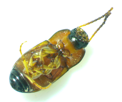 Poecilocrypticus formicophilus