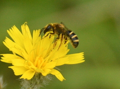 Lasioglossum
