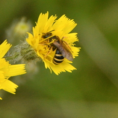 Lasioglossum