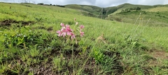 Pelargonium luridum image