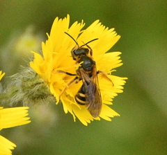 Lasioglossum