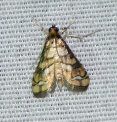 Hileithia magualis