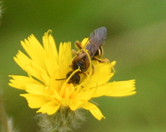 Lasioglossum