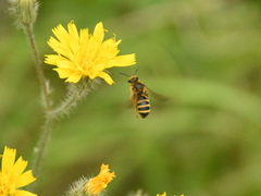 Lasioglossum