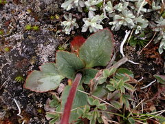 Micranthes occidentalis